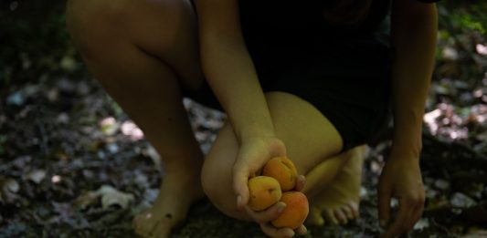 Il margine della natura: la performance di Giulia Mattera nei Boschi del Gran Sasso giulia mattera pollinaria