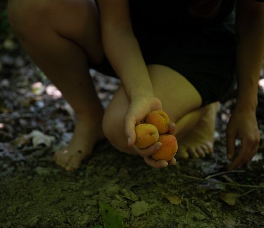 Il margine della natura: la performance di Giulia Mattera nei Boschi del Gran Sasso giulia mattera pollinaria