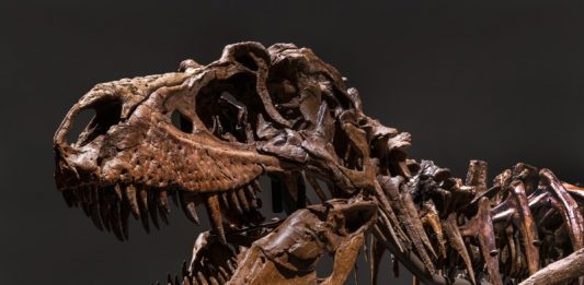 Fair Warning! Il giro del mondo delle aste fair warning