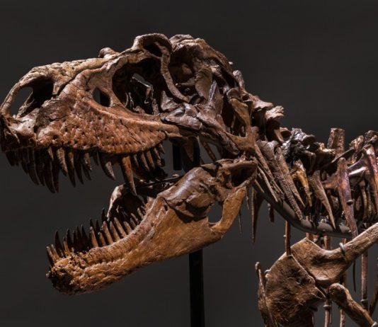 Fair Warning! Il giro del mondo delle aste fair warning