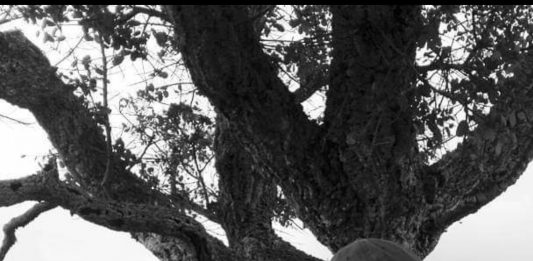 Other identity #25. Altre forme di identità culturali e pubbliche: Tore Manca (Mater_ia) Mater_ia (Tore Manca)