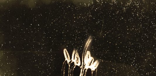 Esplosioni di luce al Chernobyl Herbarium: le immagini di Anaïs Tondeur