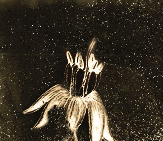 Esplosioni di luce al Chernobyl Herbarium: le immagini di Anaïs Tondeur