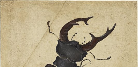 Insetti, ragni e ragnatele al Rijksmuseum, per una mostra strisciante