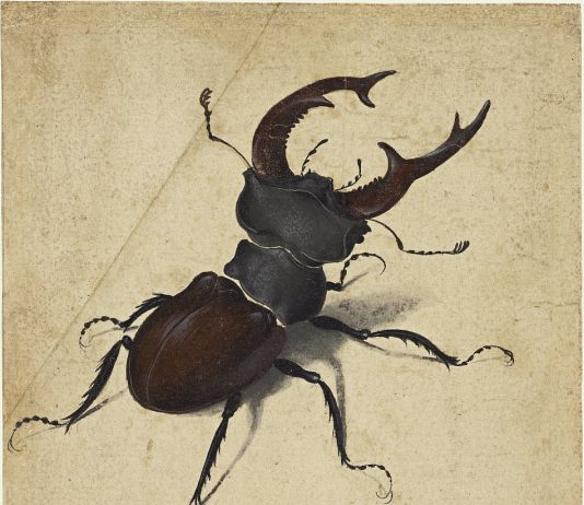 Insetti, ragni e ragnatele al Rijksmuseum, per una mostra strisciante