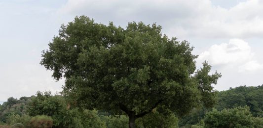 Sculture in campo, Bassano in Teverina ospita la scultura contemporanea