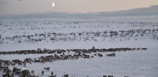 Imparare dall’arte e dalla cultura Sami: intervista a Kristoffer Dolmen