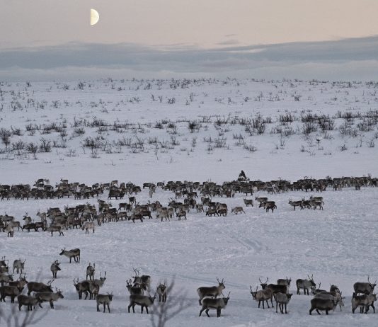 Imparare dall’arte e dalla cultura Sami: intervista a Kristoffer Dolmen