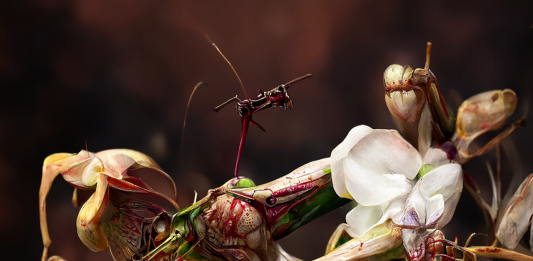 Ai confini del mondo fisico, tra arte e intelligenza artificiale: intervista a Leonardo Petrucci