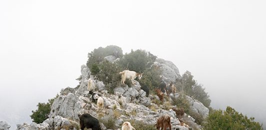 IED Firenze: inaugura la mostra Eco-Esistenze: forme del naturale e dell’artificiale in collaborazione con la Fondazione Palazzo Strozzi