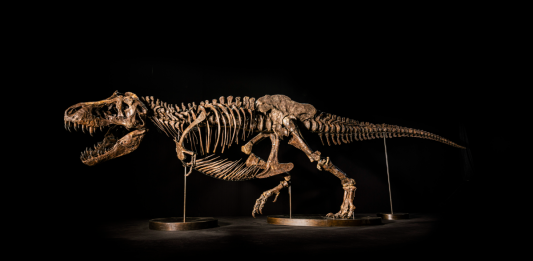 Shen, un (altro) T-Rex contemporaneo all’asta da Christie’s shen t-rex asta