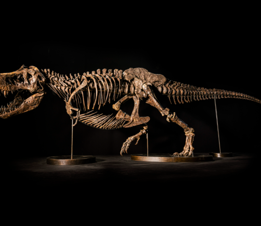 Shen, un (altro) T-Rex contemporaneo all’asta da Christie’s shen t-rex asta