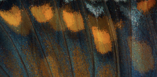 ArtDate: a Bergamo ‘Corpo Libero’, la dodicesima edizione