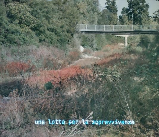 La realtà disattesa dalle parole: tre domande a Flavia Tritto flavia tritto crac