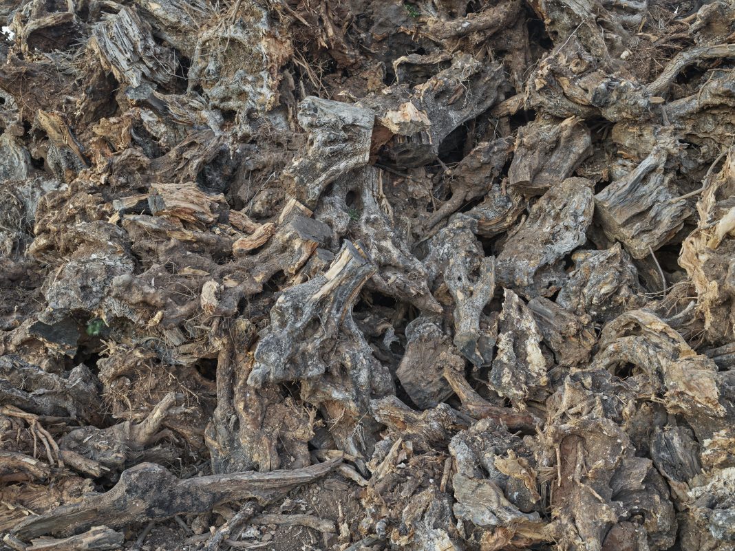 Xylella Studies #16, Lecce, Puglia, Italy, 2021