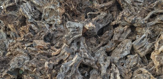 Edward Burtynsky, Xylella Studies – Fondazione Museo Pino Pascali