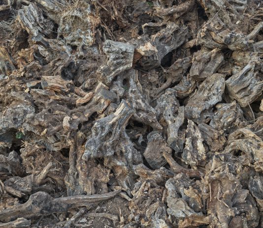 Edward Burtynsky, Xylella Studies – Fondazione Museo Pino Pascali