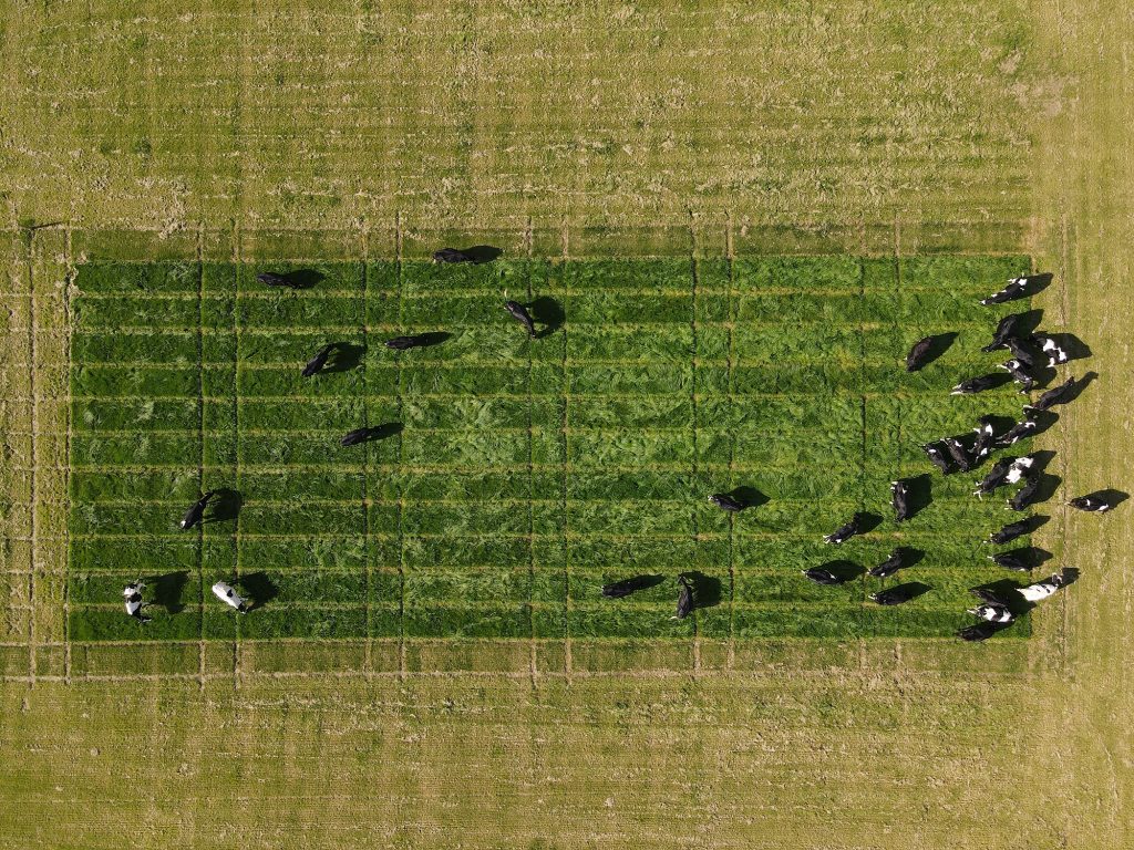 Andrew Ó Murchú Grassland Science Department, Carlow, Ireland 2021. Digital Photo Copyright of BothAnd Group