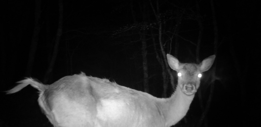 La Fabula dell’uomo e della natura: Ivan Terranova alla Fondazione Brodbeck di Catania