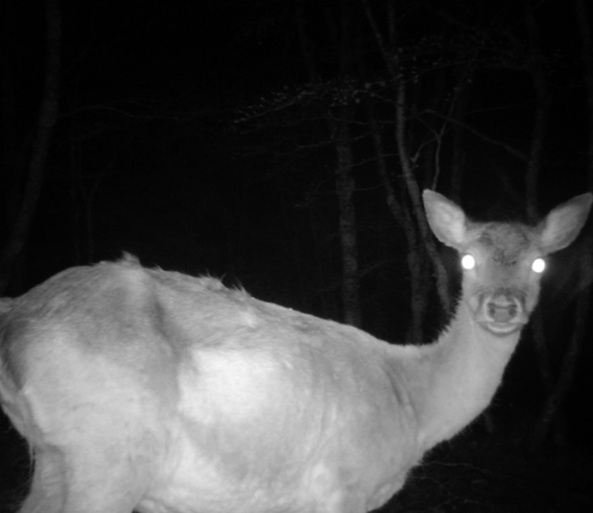 La Fabula dell’uomo e della natura: Ivan Terranova alla Fondazione Brodbeck di Catania