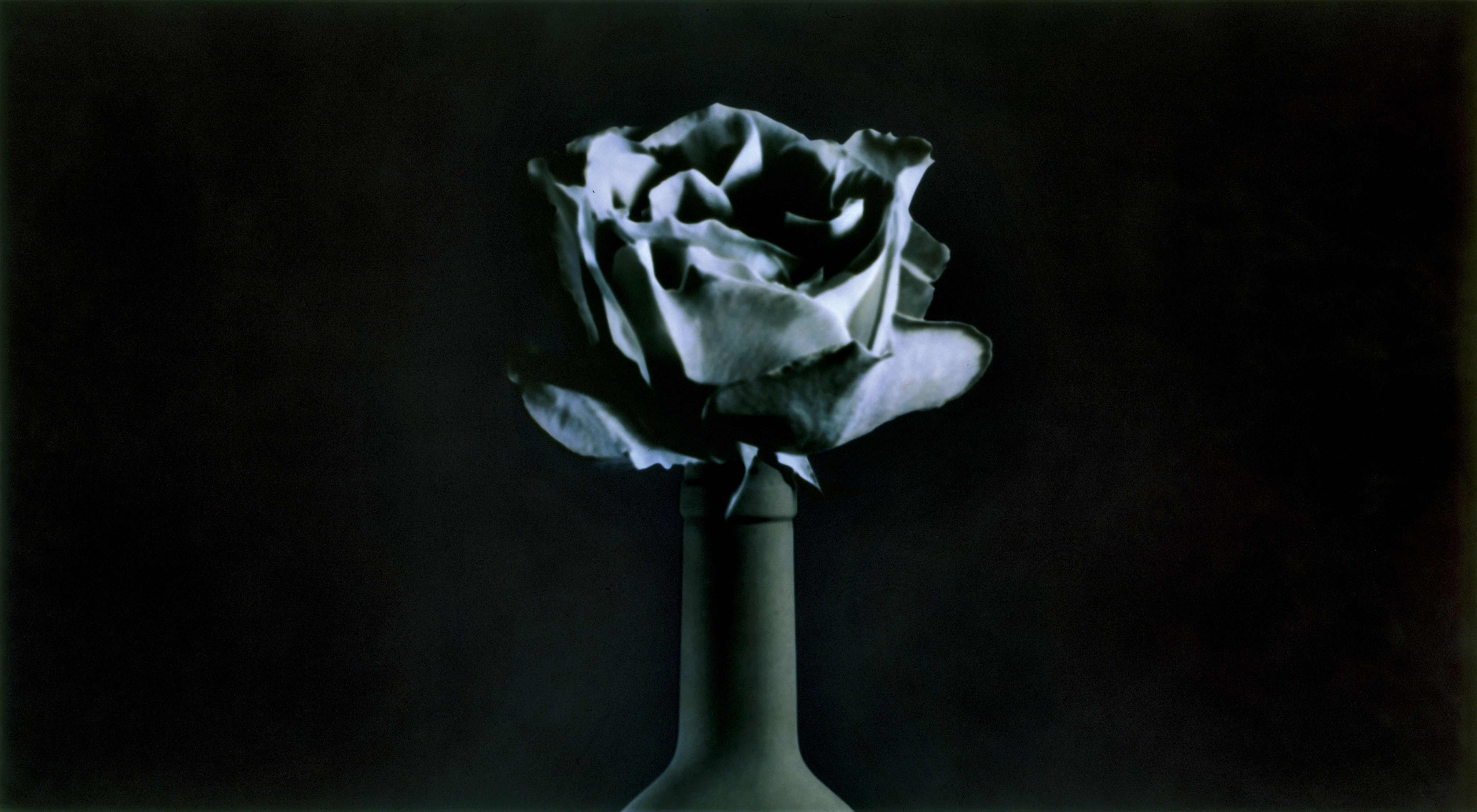 Paolo Mussat Sartor, rosa blu, 1991-1992. Pigmenti colorati su stampa fotografica b/n al bromuro d’argento (124 x 224cm). Courtesy l’artista e Galleria Gracis.