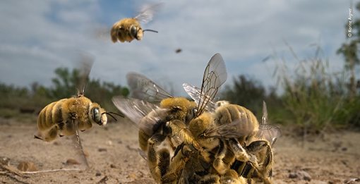 Le più belle immagini naturalistiche al Forte di Bard