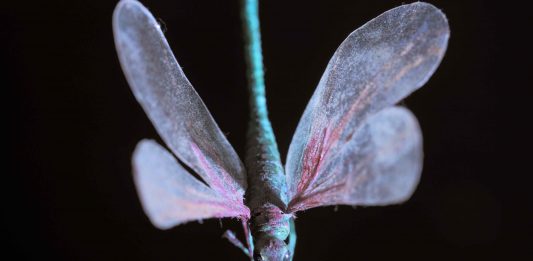 NELL’AMBITO DELLE RESIDENZE D’ARTISTI ALLA FABBRICA DEL VAPORE DI MILANO HA PRESO IL VIA IL PROGETTO “FUTURA” ARTE COME RISORSA ESPLORATIVA INTERAGIRE. DEVIARE. ATTESTARE