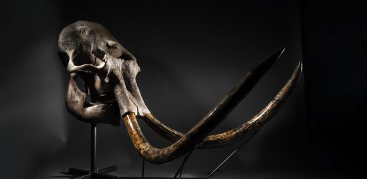 Se un mammut, un Modigliani e una parola vanno all’asta a Parigi mammut asta