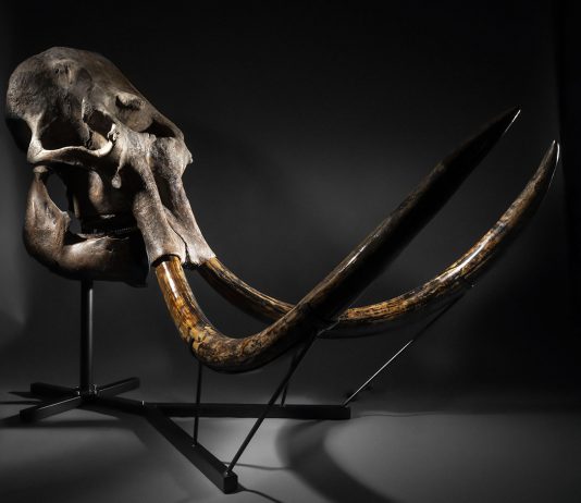 Se un mammut, un Modigliani e una parola vanno all’asta a Parigi mammut asta