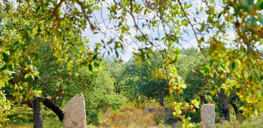 I menhir della Sardegna visti da Olivo Barbieri: la mostra a Nuoro