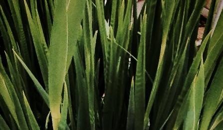 Other Identity #70. Altre forme di identità culturali e pubbliche: Chiara Tommasi CHIARA TOMMASI, RITRATTO