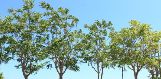 Il viaggio di Nocentre, arte contemporanea in trasformazione in Sicilia