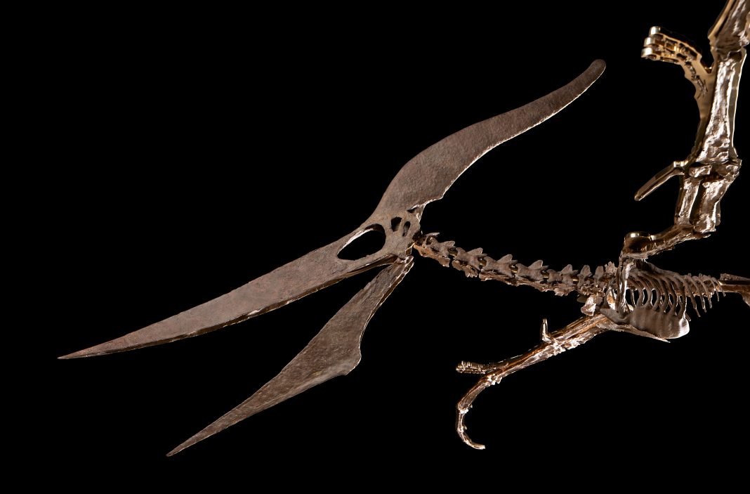 Pteranodon longiceps, Estimate $4 – 6 Million (1) dinosauri asta