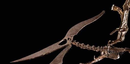 Dinosauri all’asta: succede ancora da Sotheby’s dinosauri asta