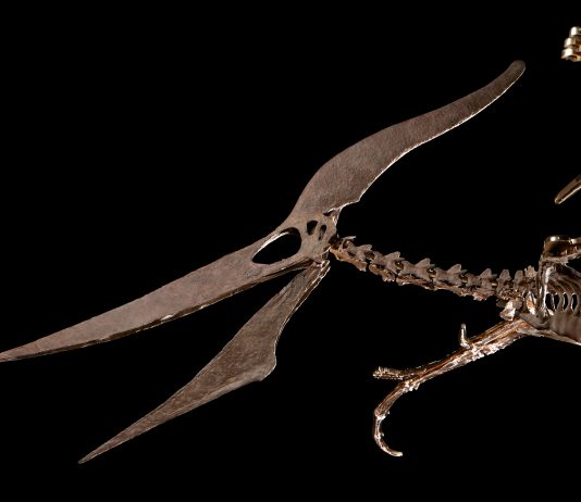 Dinosauri all’asta: succede ancora da Sotheby’s dinosauri asta