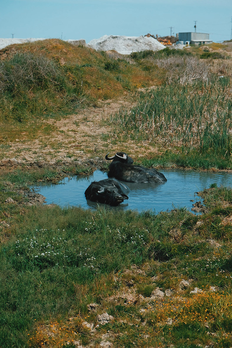 Wallowland, Cooking Sections