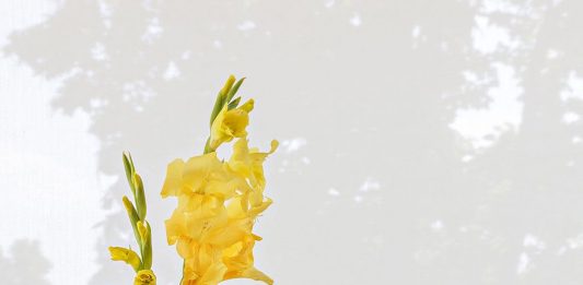 La tecnologia e noi, dialogo fotografico: a Bologna torna PhMuseum Days