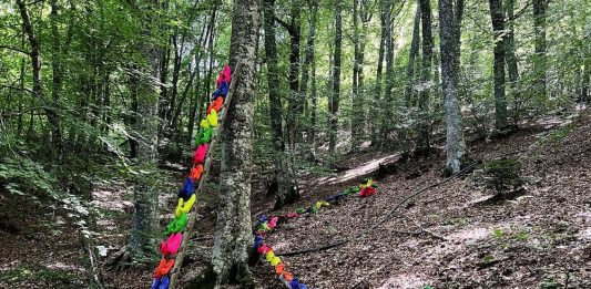 FACE FESTIVAL Aspromondo dal 6 al 16 AGOSTO in Aspromonte (Calabria)