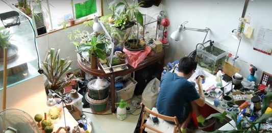 Biennale di Venezia, il mondo vegetale di Trevor Yeung per il Padiglione Hong Kong