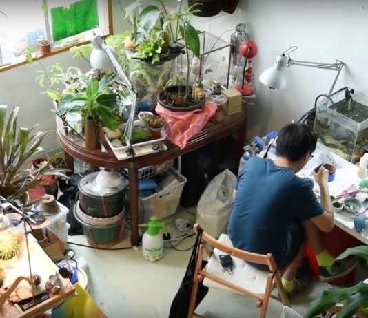 Biennale di Venezia, il mondo vegetale di Trevor Yeung per il Padiglione Hong Kong