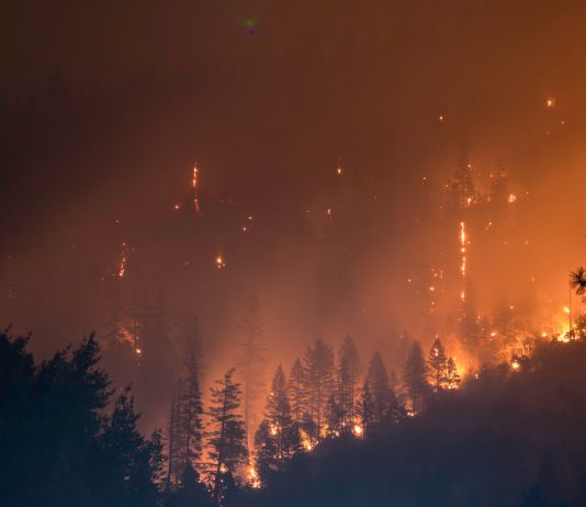 Cosa c’è di nuovo? Il ruolo degli intellettuali in un’estate di incendi