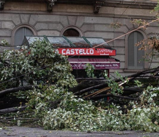 Milano, il legno degli alberi caduti verrà riutilizzato: pubblicato il bando milano alberi caduti bando