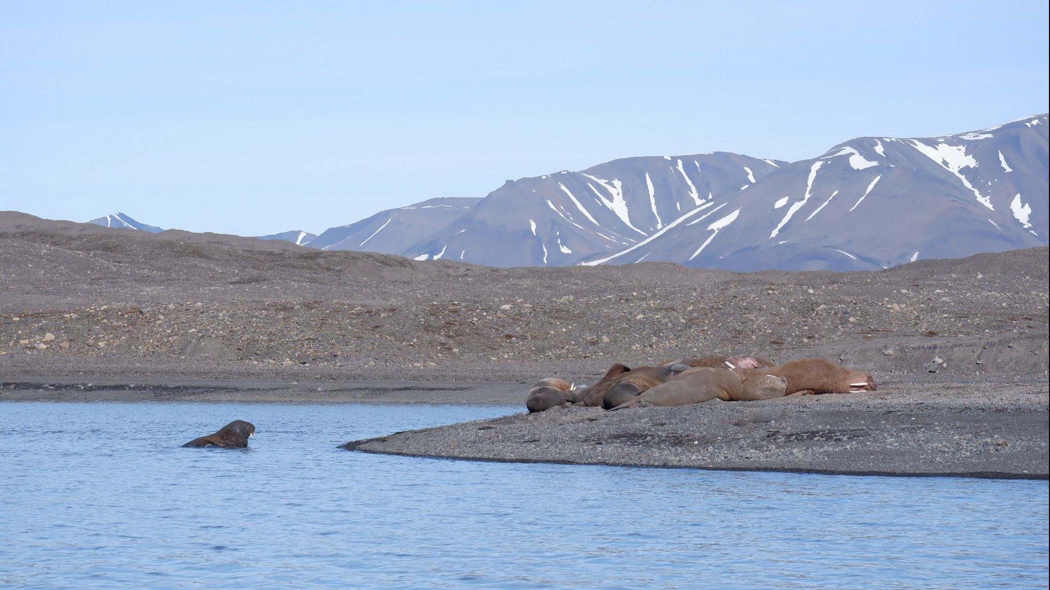 Roberto Ghezzi, The Polar Stream, 2023