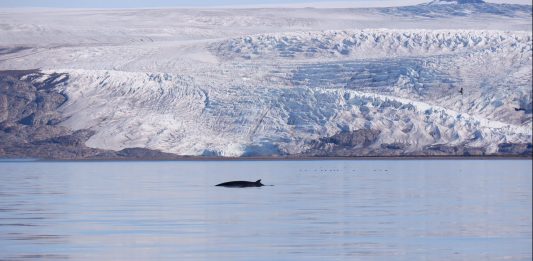 La natura non dimentica: la residenza di Roberto Ghezzi alle Svalbard Roberto Ghezzi, The Polar Stream, 2023