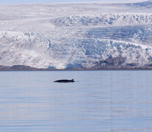 La natura non dimentica: la residenza di Roberto Ghezzi alle Svalbard Roberto Ghezzi, The Polar Stream, 2023