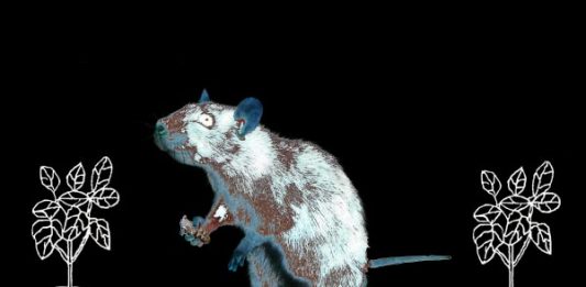 Dal 7 al 21 ottobre alla Millenium Gallery di Bologna inaugura la personale di Gaetano Buttaro