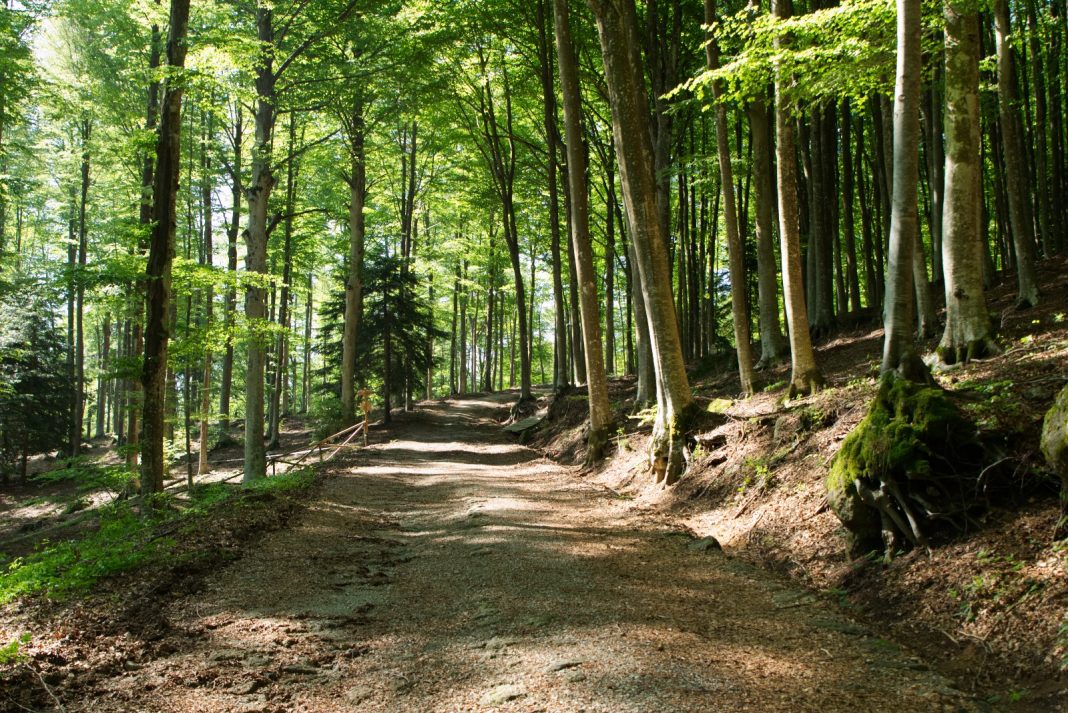 boschi-monte-amiata-1