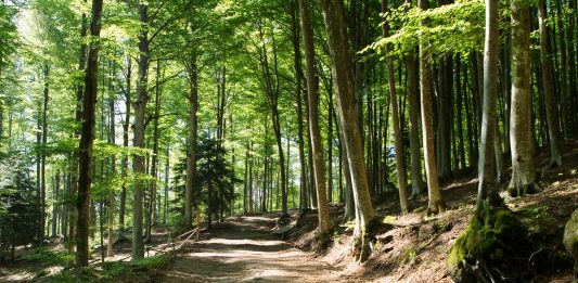 Addio al doppio vincolo paesaggistico per i boschi, un attacco alla natura