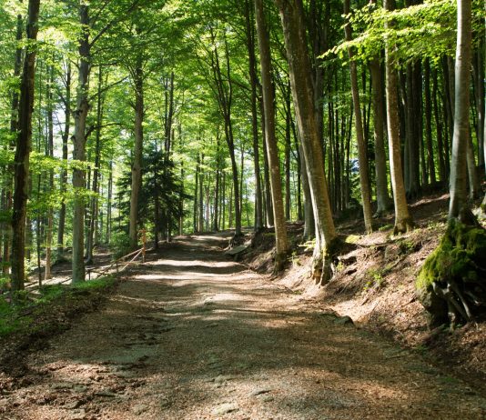 Addio al doppio vincolo paesaggistico per i boschi, un attacco alla natura
