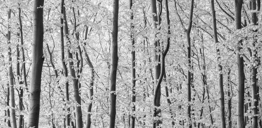 LOREDANA NEMES incontra TIM PARKS SABATO 2 DICEMBRE ORE 16 PODBIELSKI CONTEMPORARY, MILANO